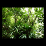 Dominican Rain Forest Poster Print