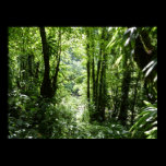 Dominican Rain Forest Poster Print