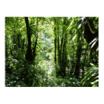 Dominican Rain Forest Poster Print