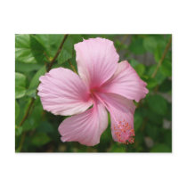 Dominican Republic flower postcards by KROPWD Dominican Republic flower postcards
