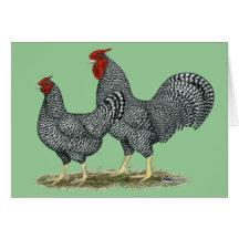 Dominique Chickens Card