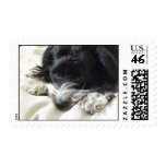 Domino (Havanese Dog) Postage Stamp