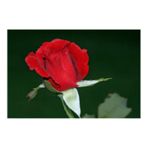 Don Juan Rose on Canvas posters