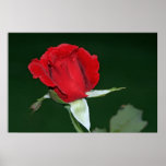 Don Juan Rose on Canvas Print