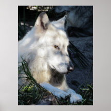 Don Juan Wolf Poster
