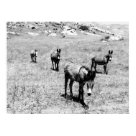 postcard - 