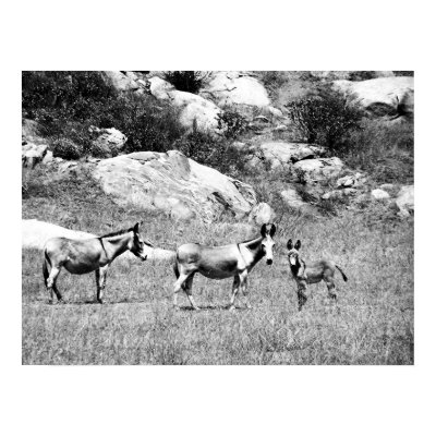 donkey 002 print by HAJenkins