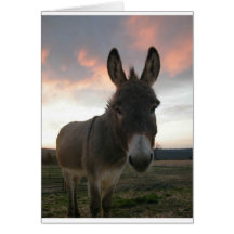 Donkey Art Cards