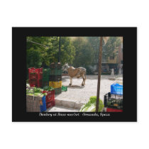 Donkey at Baza market - Granada, Spain Postcards