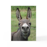 Donkey Greeting Cards