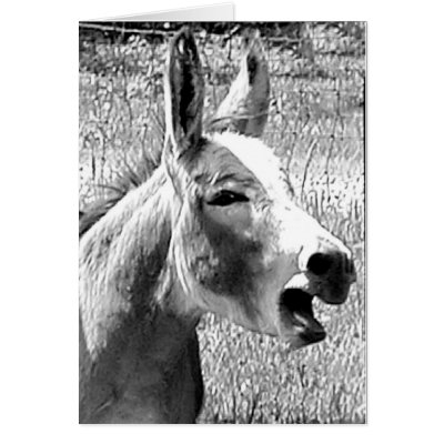 Donkey Cards by Trudy2