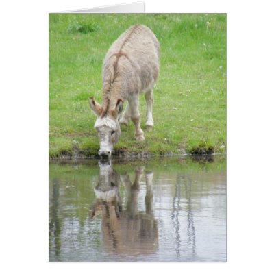 Donkey Cards by Trudy2