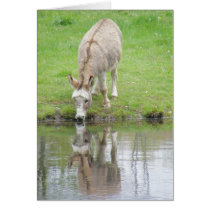 Donkey cards