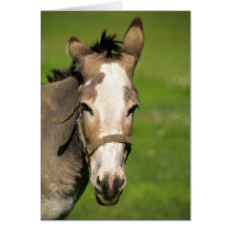 Donkey Greeting Cards