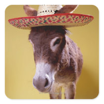 Donkey (Equus hemonius) wearing straw hat Square Stickers