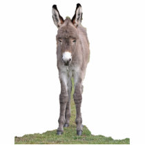 Donkey foal photosculpture photo cutout