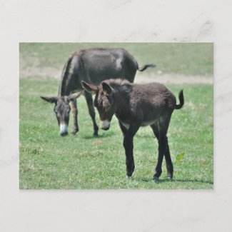 Donkey foal postcard postcard