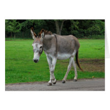 Donkey greeting card