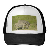 donkey hat