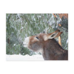 Donkey Holiday Postcard