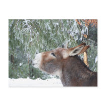 Donkey Holiday Postcard by itsadonkeycom Donkey Holiday Postcard
