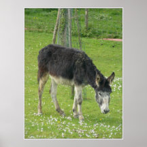 Donkey I Posters