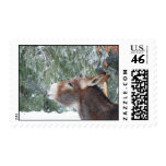 Donkey Icicle Postcard postage