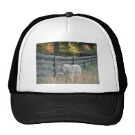 Donkey in an Autumn Field Hat