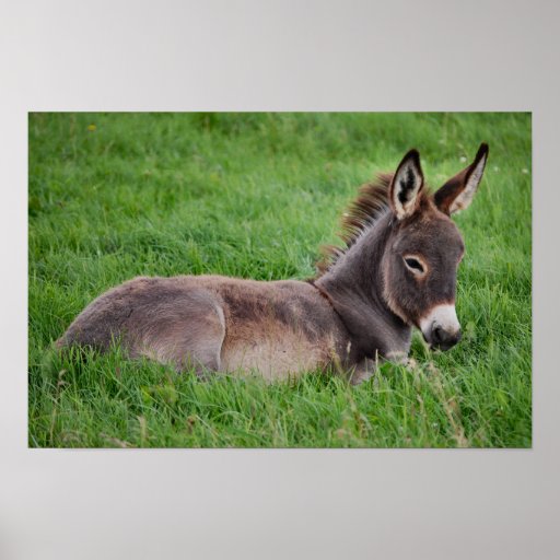 Donkey In The Grass Posters