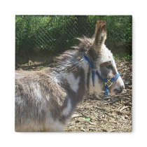 Donkey Magnet by sunsett76 Donkey Magnet
