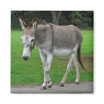 Donkey magnet