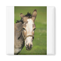 Donkey Magnet