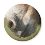 Donkey Fridge Magnets