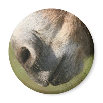 Donkey Fridge Magnets by EmilyPeak