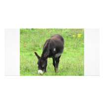 Donkey photo cards by A_Phoenix Donkey photo cards