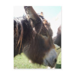 Donkey Portrait Postcard