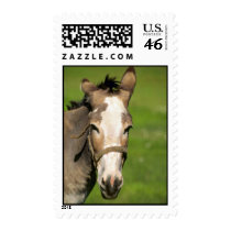 Donkey Postage Stamps