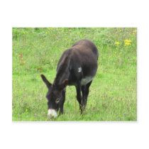Donkey postcards by A_Phoenix Donkey postcards