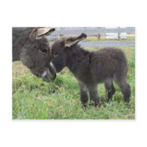 donkey postcards by kathiscc donkey postcards