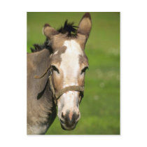 Donkey Post Cards