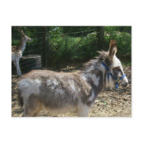 Donkey Postcard by sunsett76 Donkey Postcard