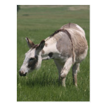 Donkey Postcard