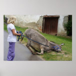 Donkey Posters