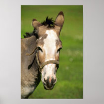 Donkey Poster