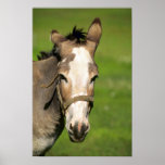 Donkey Poster