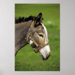 Donkey Poster