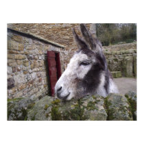 Donkey Poster posters