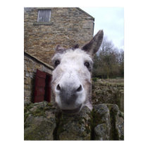 Donkey posters