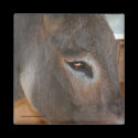 Donkey Thoughts Nature Photo Magnet