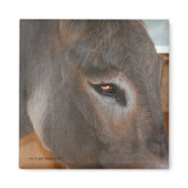 Donkey Thoughts Nature Photo Magnet by SmilinEyesTreasures Donkey Thoughts Nature Photo Magnet